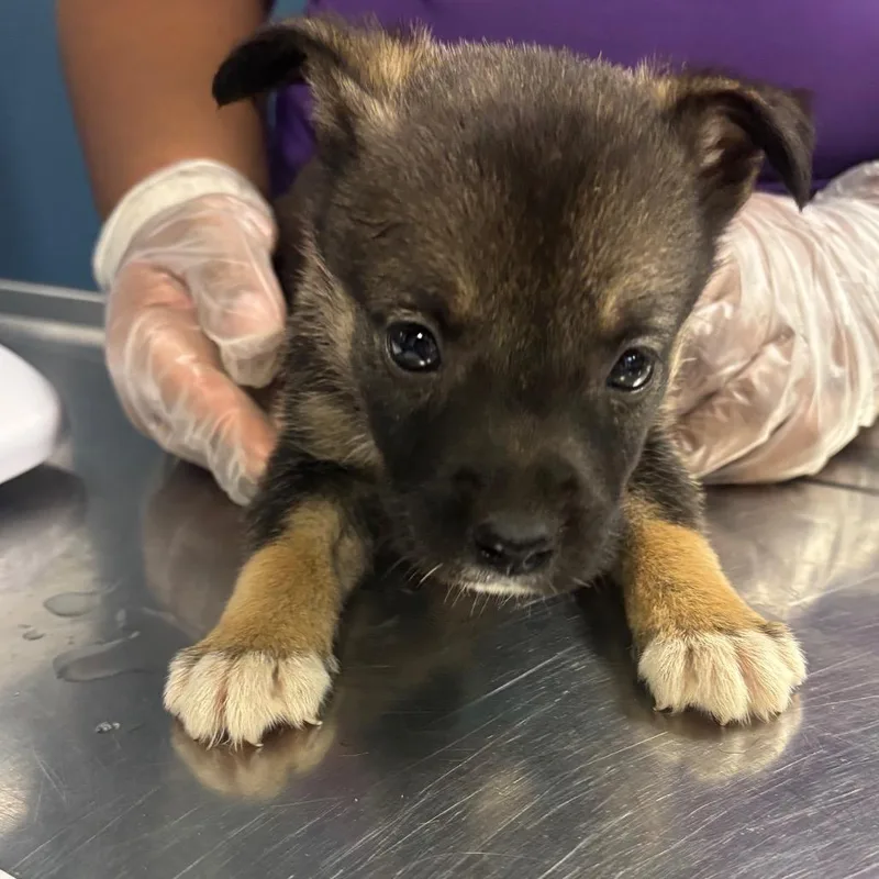 A baby small-sized male Black Pit Bull Terrier dog named Radish for adoption in Newark, NJ