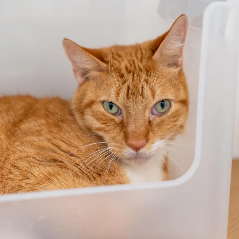 A senior medium-sized male Orange / Red Domestic Short Hair cat named Honda Civic for adoption in New York, NY
