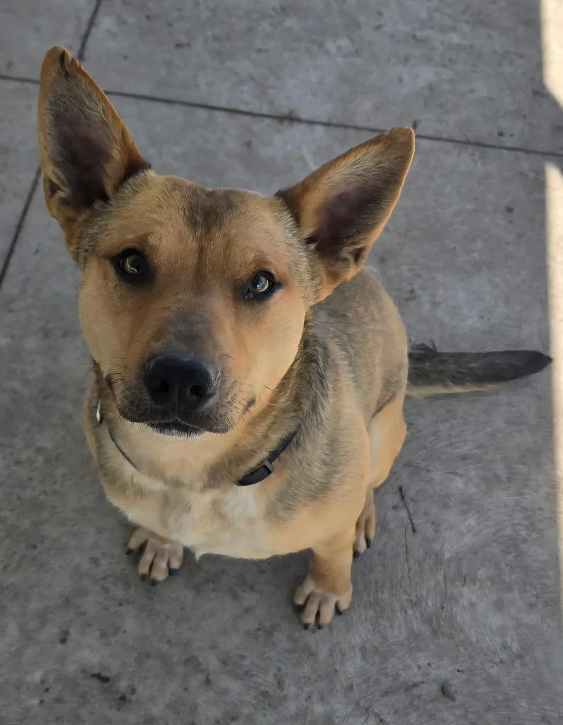 A young medium-sized male Labrador Retriever dog named Quinn for adoption in Sandusky, OH