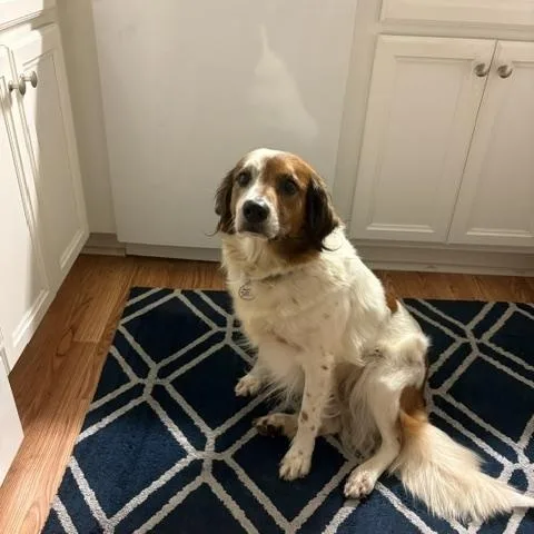 An adult medium-sized female Red / Chestnut / Orange Spaniel dog named Daria for adoption in Marion, MA