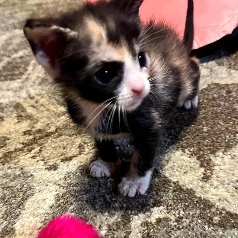 A baby medium-sized female Calico Domestic Short Hair cat named Opal for adoption in Bulverde, TX