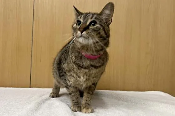 A young small-sized female Domestic Short Hair cat named Ollie for adoption in Saint Louis, MO