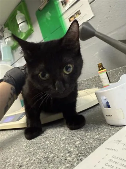 An adult small-sized female Domestic Short Hair cat named Raven for adoption in Largo, FL