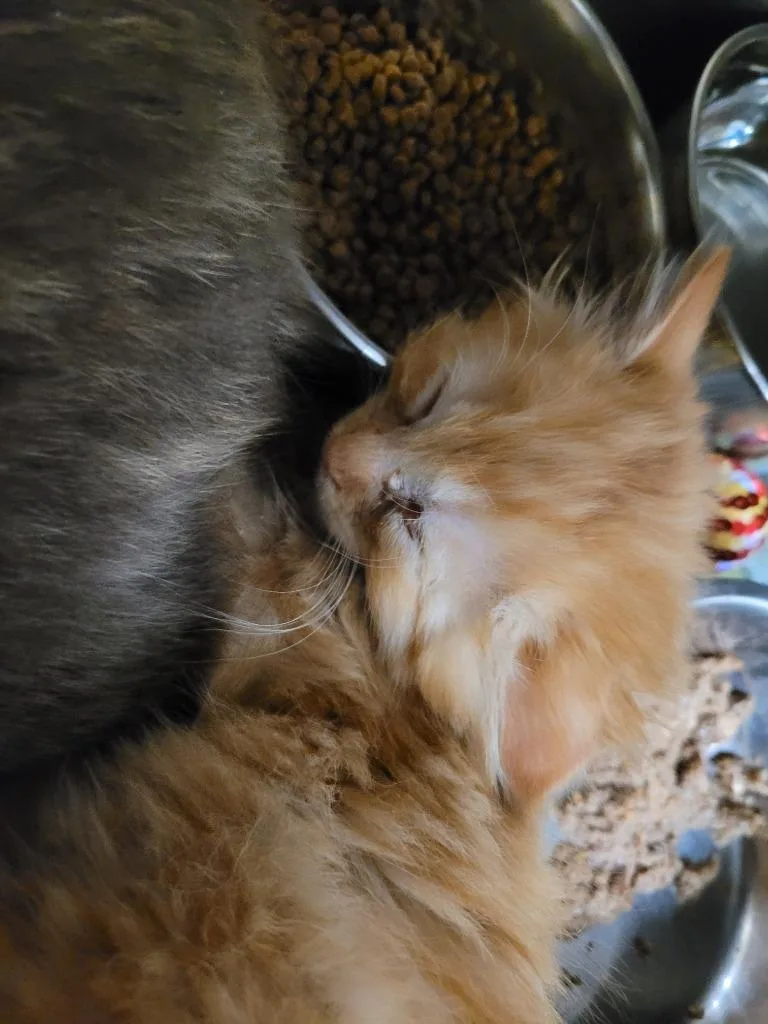 A baby small-sized male Domestic Short Hair cat named Marshall for adoption in Angola, IN
