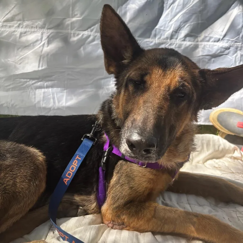 A senior large-sized female Black German Shepherd Dog dog named Shelby for adoption in West Chester, PA