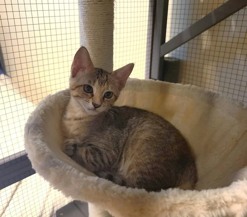 A baby medium-sized female Tabby (Brown / Chocolate) Domestic Short Hair cat named Missy for adoption in Houston, TX