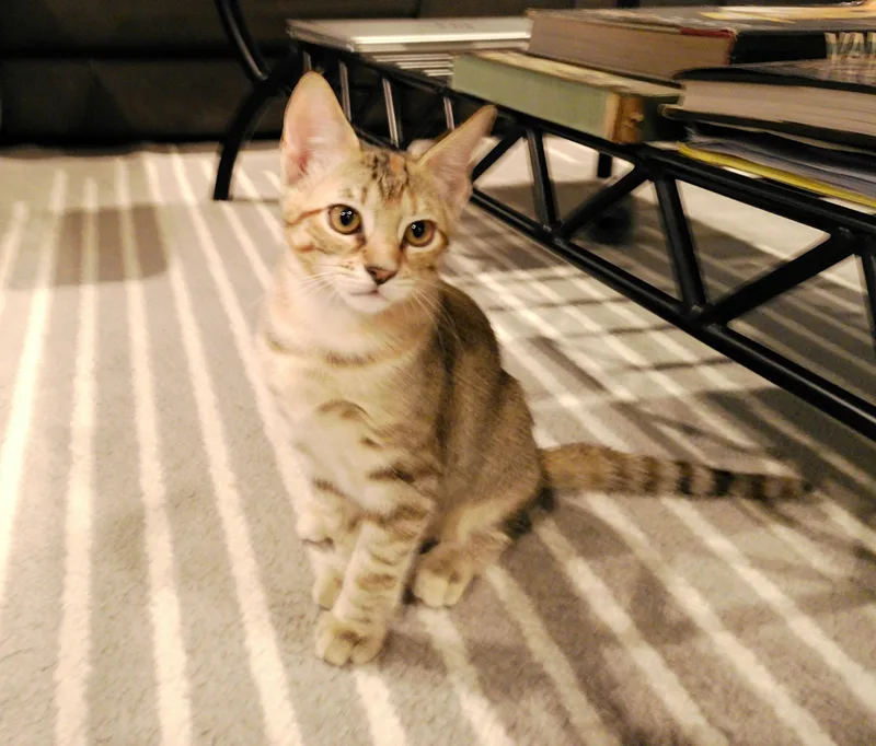 Missy thumbnail 6