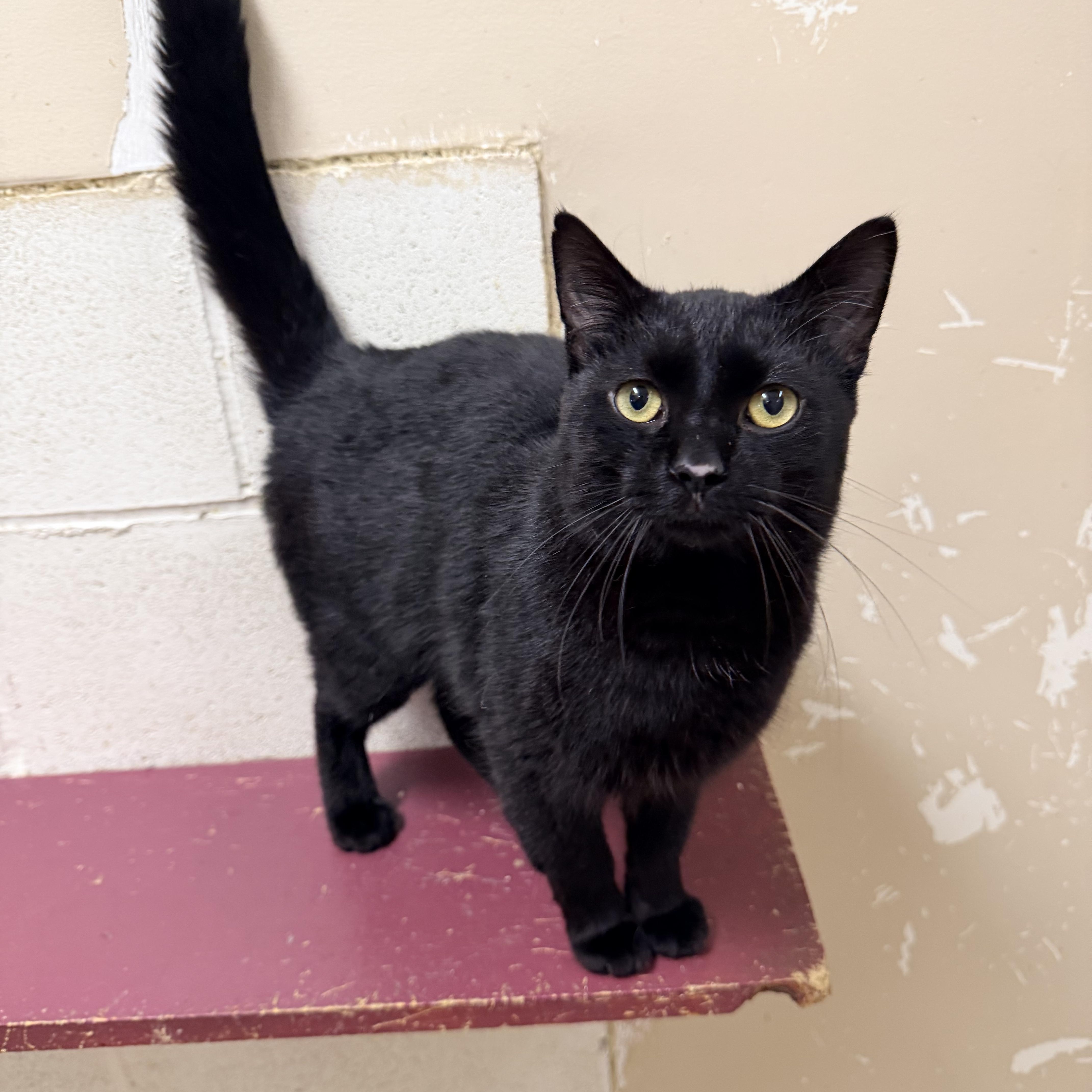 An adult medium-sized male Black Domestic Short Hair cat named Joker for adoption in Logan, OH