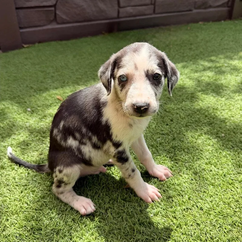 A baby medium-sized male Mixed Breed dog named Blue for adoption in LOXAHATCHEE, FL
