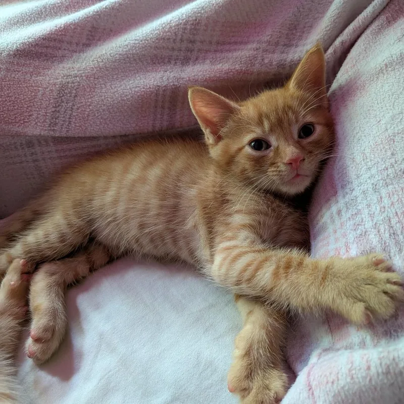 A baby small-sized male Orange / Red Domestic Short Hair cat named Tater for adoption in Durham, NC