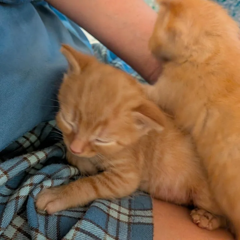 Tater thumbnail 4