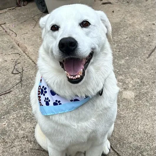 An adult medium-sized male White / Cream Labrador Retriever dog named Beloved Blizzard for adoption in Reston, VA