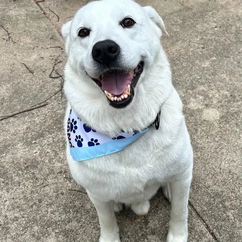 Beloved Blizzard thumbnail 2