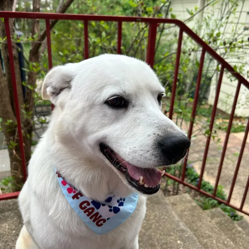 Beloved Blizzard thumbnail 3