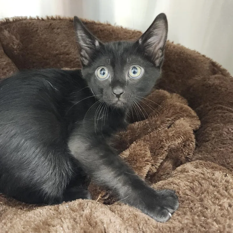 A baby small-sized male Black Domestic Short Hair cat named Espresso for adoption in Clearwater, FL