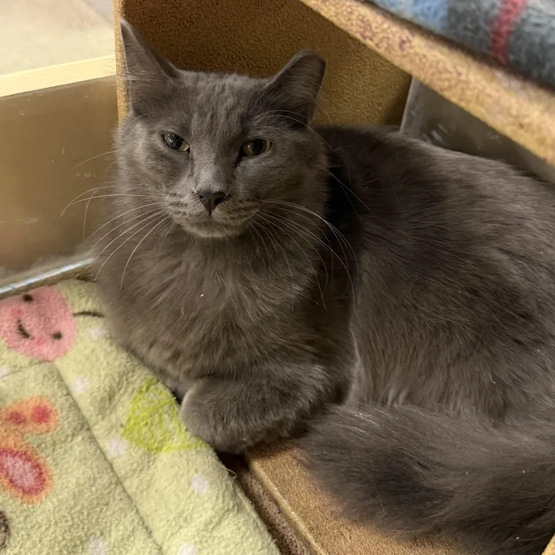 A young medium-sized male Gray / Blue / Silver Domestic Long Hair cat named Scruffy for adoption in Holly, MI