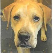 An adult medium-sized male Mixed Breed dog named Wiz for adoption in West Palm Beach, FL