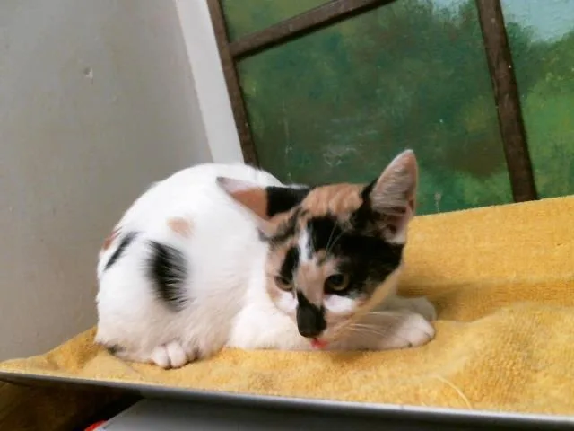 A baby small-sized female American Shorthair cat named Cherish for adoption in Houston, TX