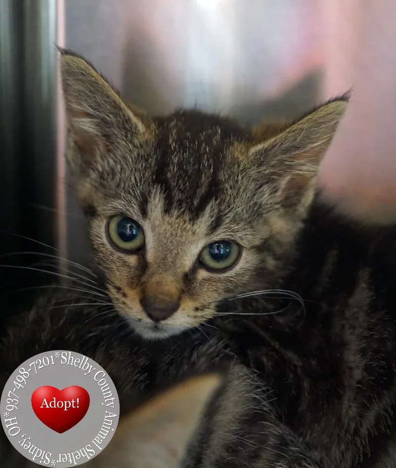 A baby small-sized female Domestic Short Hair cat named Bryony for adoption in Sidney, OH