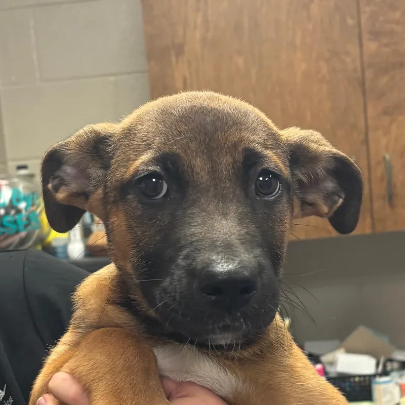 A baby small-sized male Yellow / Tan / Blond / Fawn Shepherd dog named Billy for adoption in Hinesville, GA
