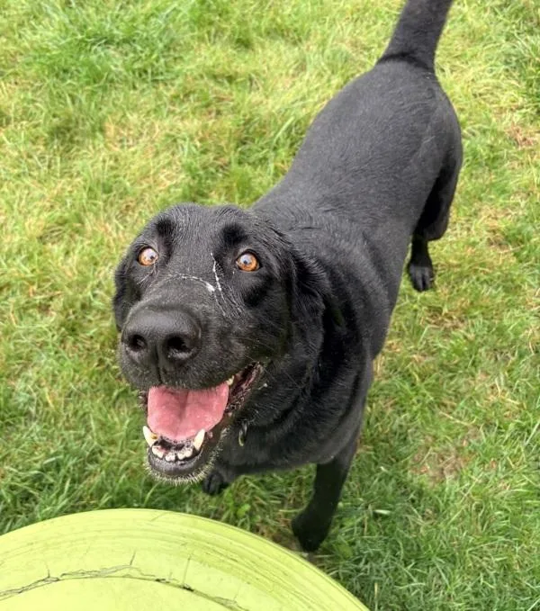 An adult large-sized male Labrador Retriever dog named Henley for adoption in Sioux City, IA
