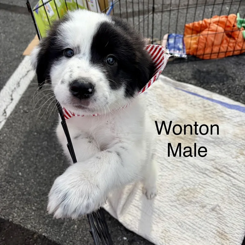 A baby large-sized male Great Pyrenees dog named Dumpling for adoption in High View, WV