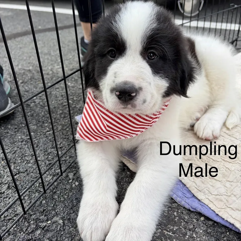 Dumpling thumbnail 6