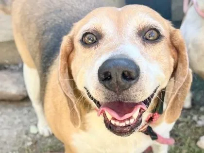 An adult medium-sized female Tricolor (Brown, Black, & White) Mixed Breed dog named Casey for adoption in Georgetown, TX
