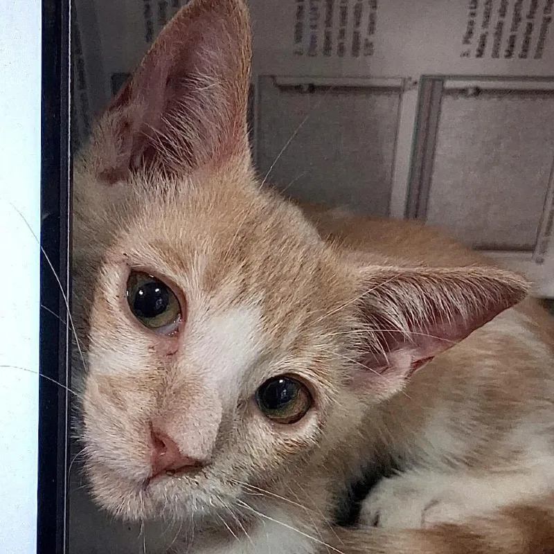 A baby small-sized male Orange / Red Domestic Short Hair cat named Fig for adoption in Denison, TX