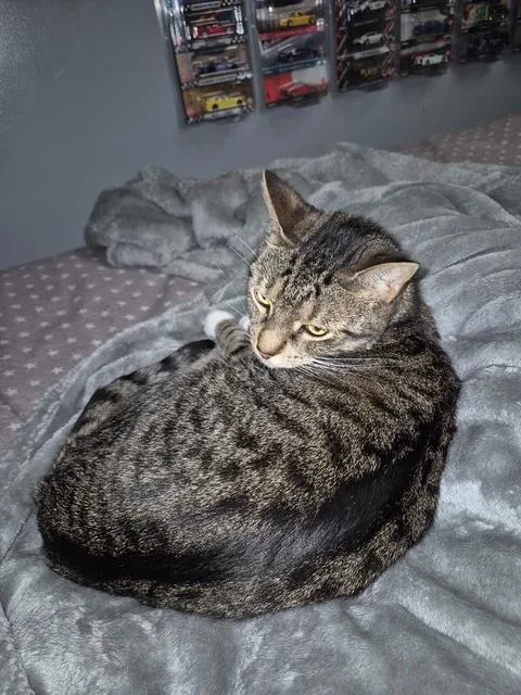 An adult medium-sized female Brown / Chocolate Tiger cat named Rosie for adoption in Farmingville, NY