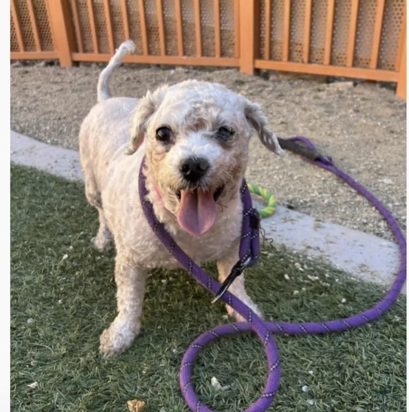 A senior small-sized female White / Cream Poodle dog named Teetee for adoption in Draper, UT
