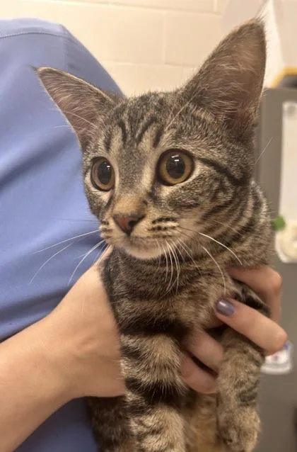 A baby small-sized female Domestic Short Hair cat named Plane Jane for adoption in Fishers, IN