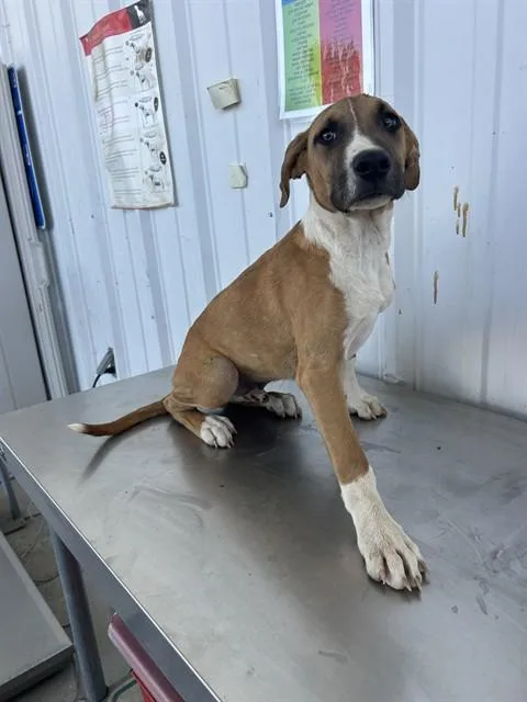 A baby small-sized male Pit Bull Terrier dog named Noelle for adoption in Bakersfield, CA