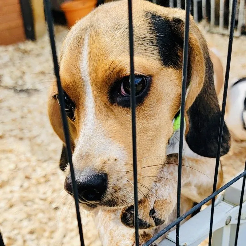 A baby medium-sized male Beagle dog named Sammy RDS for adoption in Rockaway, NJ