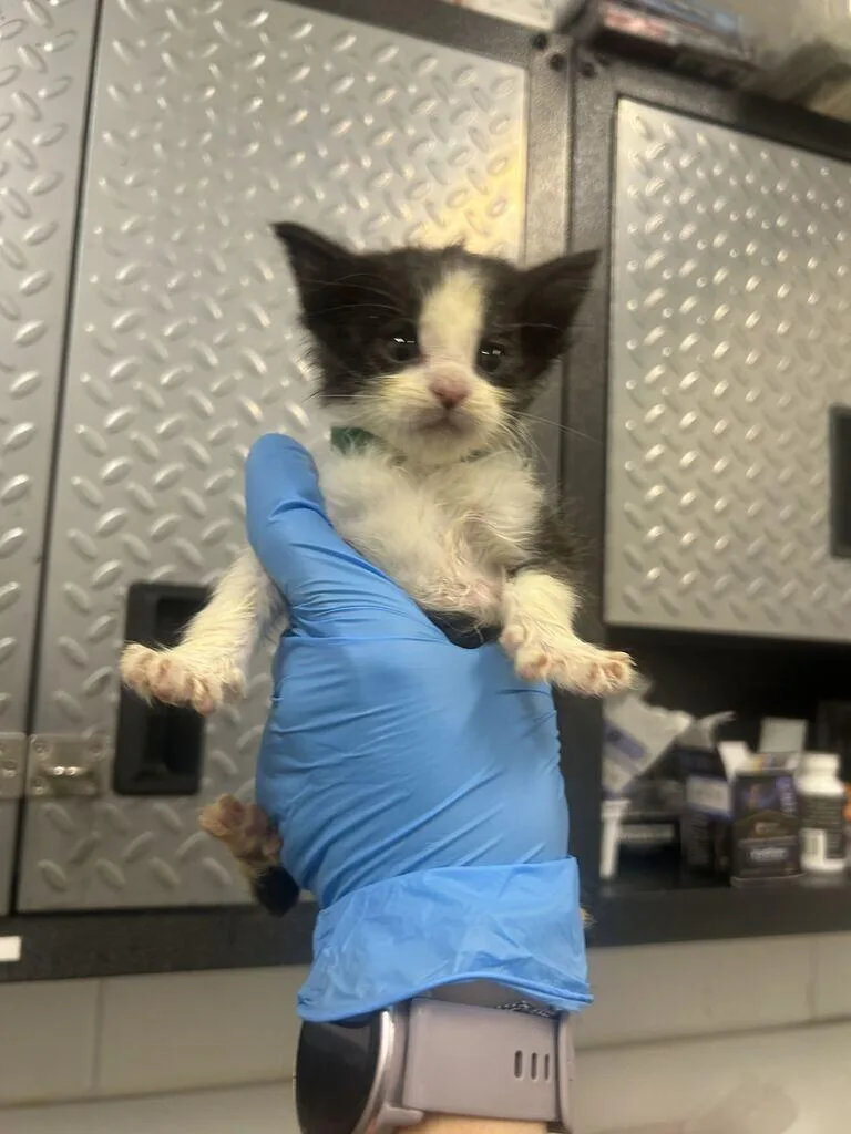A baby medium-sized male Black Domestic Short Hair cat named Laundry for adoption in Fruit Heights, UT