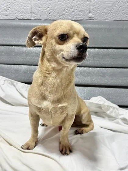 An adult medium-sized male Mixed Breed dog named Bullet for adoption in West Chester, PA