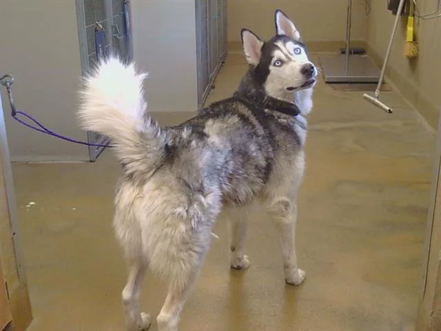 An adult large-sized male Husky dog named Lobo for adoption in Sacramento, CA