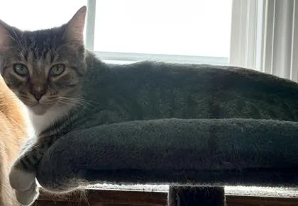 An adult medium-sized male Domestic Short Hair cat named Baxter for adoption in Cecil, WI