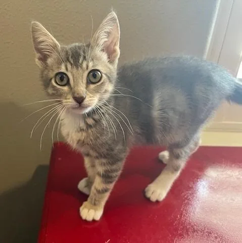 A baby small-sized female Domestic Short Hair cat named Pixie for adoption in Magnolia, TX