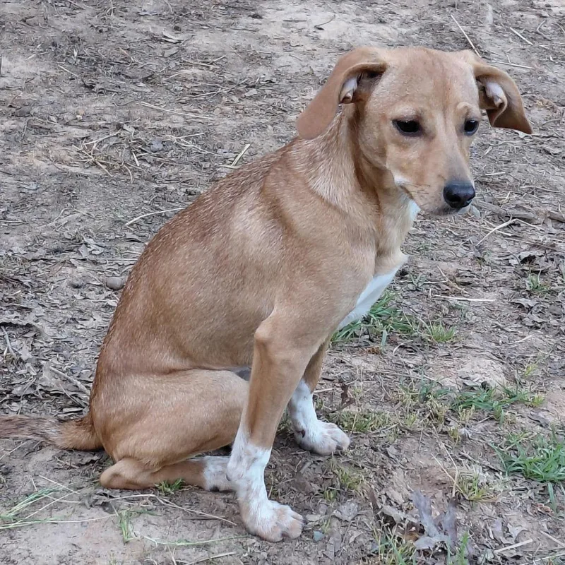 A baby small-sized female Yellow / Tan / Blond / Fawn Feist dog named Fawn for adoption in Aberdeen, NC