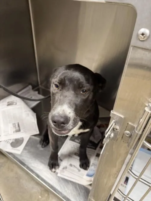 A young medium-sized male Labrador Retriever dog named Kai for adoption in Chatsworth, CA