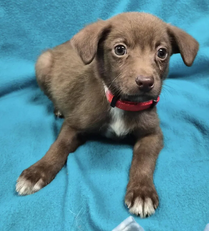 A baby medium-sized male Mixed Breed dog named Splinter for adoption in Hillside, IL