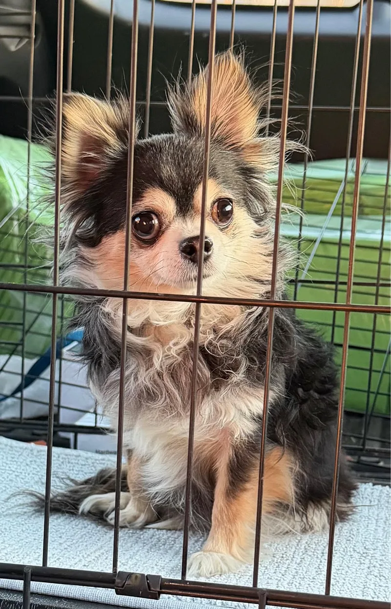 Bella Is Tiny!