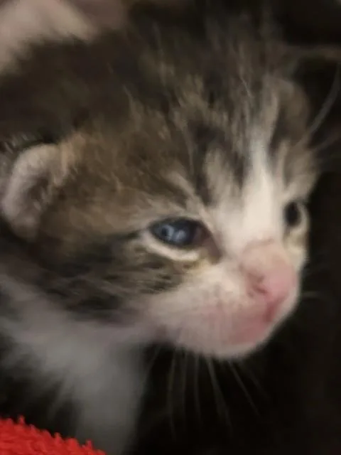 A baby small-sized male Domestic Short Hair cat named Rocco for adoption in Riverside, CA