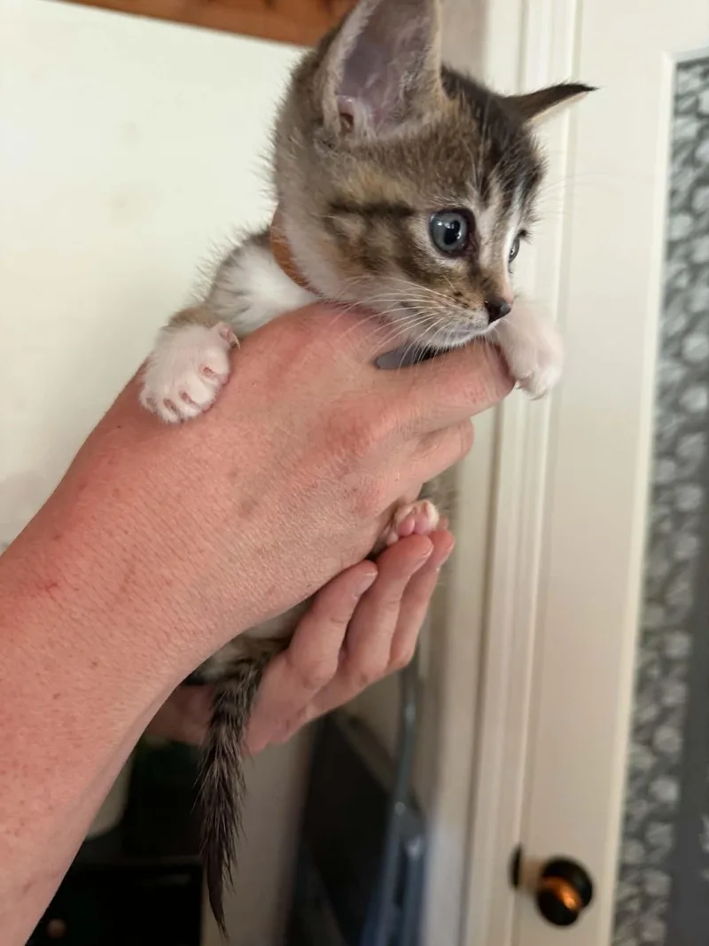 A baby medium-sized male Tabby (Gray / Blue / Silver) Tabby cat named Brown for adoption in Tehachapi, CA