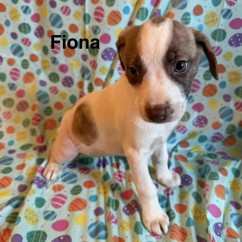 Fiona thumbnail 5