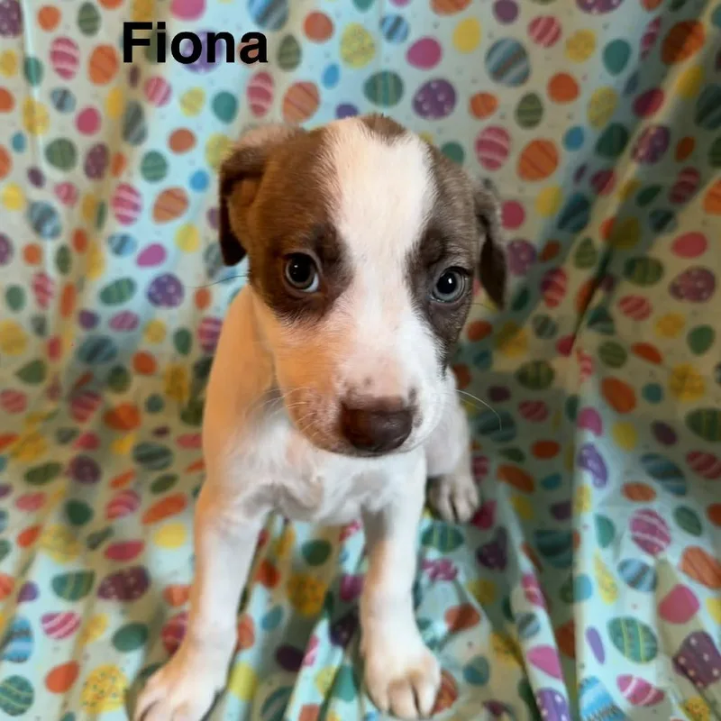 Fiona thumbnail 6