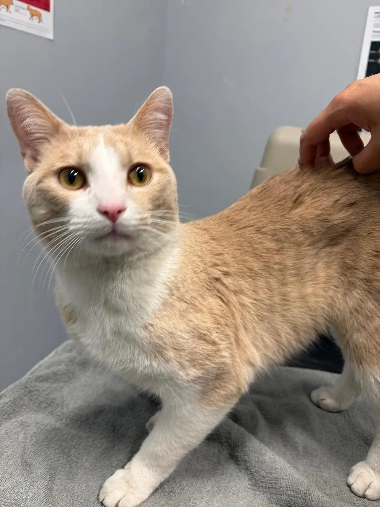 A young medium-sized male Domestic Short Hair cat named Alfie for adoption in Bloomington, IN
