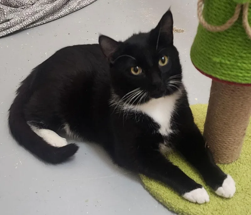 An adult large-sized male Black & White / Tuxedo Domestic Short Hair cat named Waldo for adoption in Wetumpka, AL
