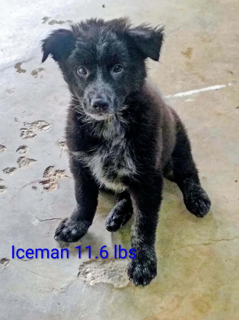 Iceman